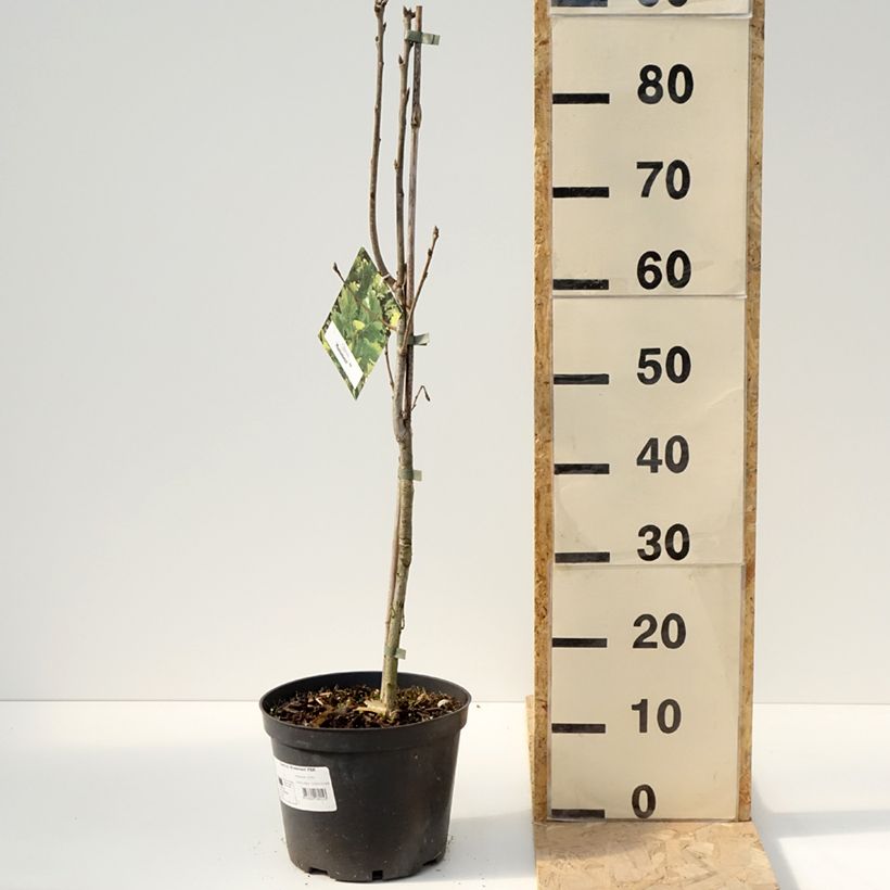 Exemplar von Quercus robur Monument - Stiel-Eiche Topf mit 4L/5L wie im Frühjahr geliefert