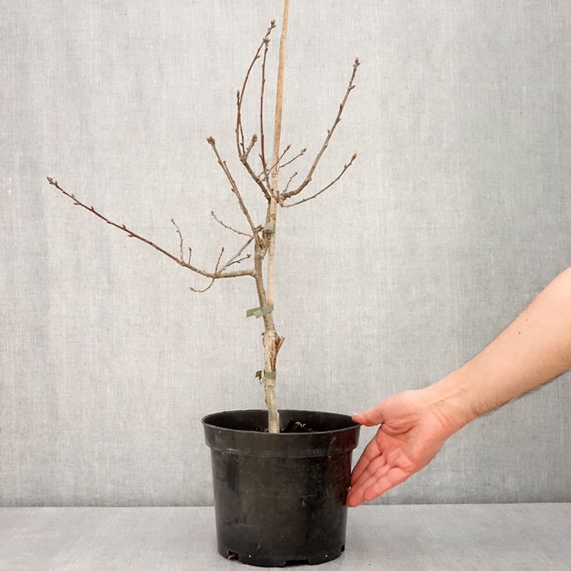 Exemplar von Quercus robur Atropurpurea - Stiel-Eiche Topf mit 4L/5LGelieferte Höhe ca. 60/80cm wie im Frühjahr geliefert