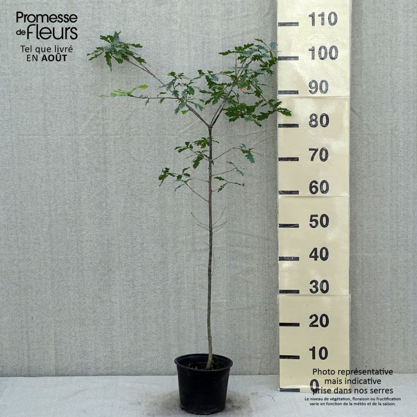 Exemplar von Quercus robur - Stiel-Eiche Topf mit 2L/3L wie im Sommer geliefert