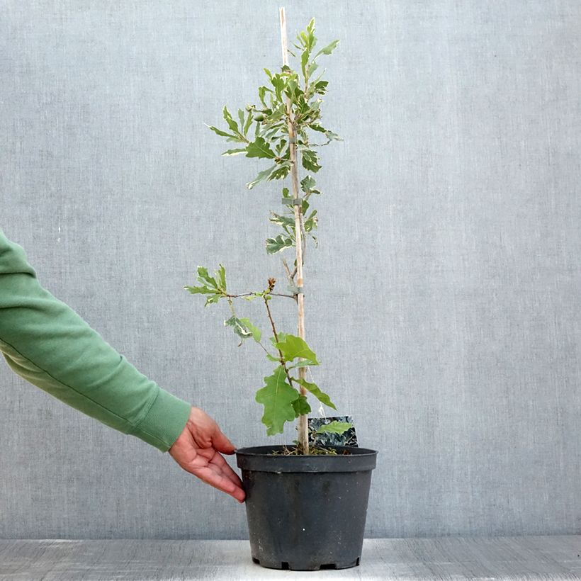 Exemplar von Quercus robur Argenteomarginata - Stiel-Eiche Topf mit 4L/5L wie im Sommer geliefert