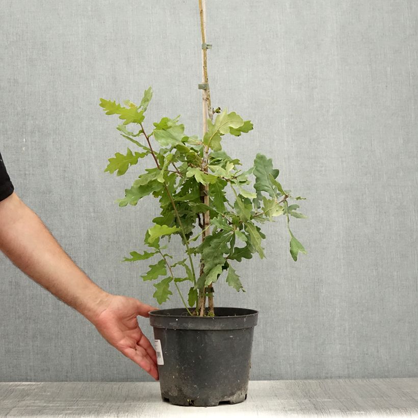 Exemplar von Quercus robur Jan Zamoyski - Stiel-Eiche Topf mit 4L/5LGelieferte Höhe ca. 45/+cm wie im Sommer geliefert