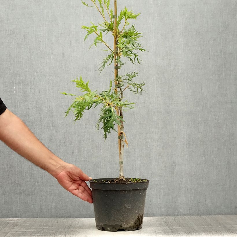 Exemplar von Quercus robur Miky - Stiel-Eiche Topf mit 4L/5L wie im Sommer geliefert