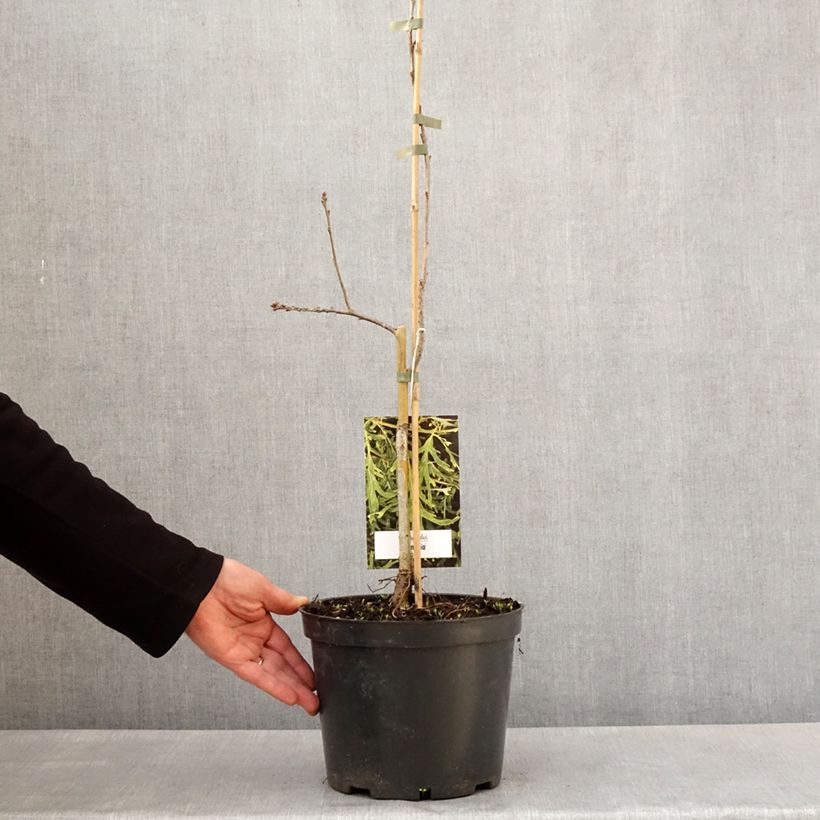 Exemplar von Quercus robur Posnania - Stiel-Eiche Topf mit 4L/5LGelieferte Höhe ca. 60/80cm wie im Frühjahr geliefert