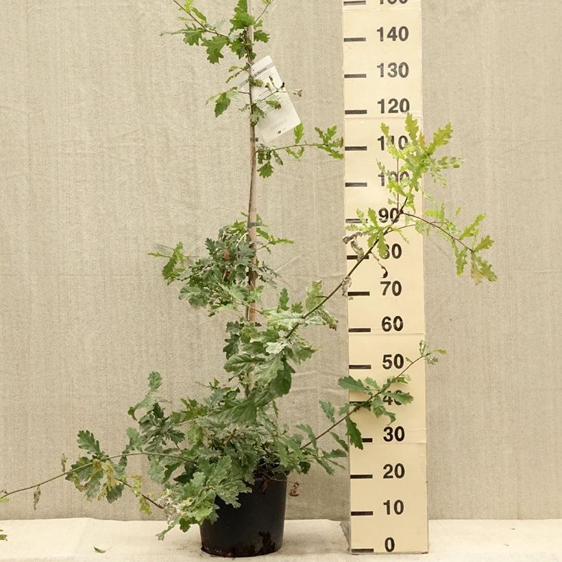 Exemplar von Quercus robur - Stiel-Eiche Topf mit 7,5L/10L wie im Sommer geliefert