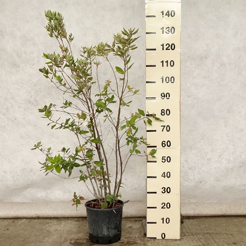 Exemplar von Quercus ilex - Stein-Eiche Topf mit 6L/7L wie im Sommer geliefert