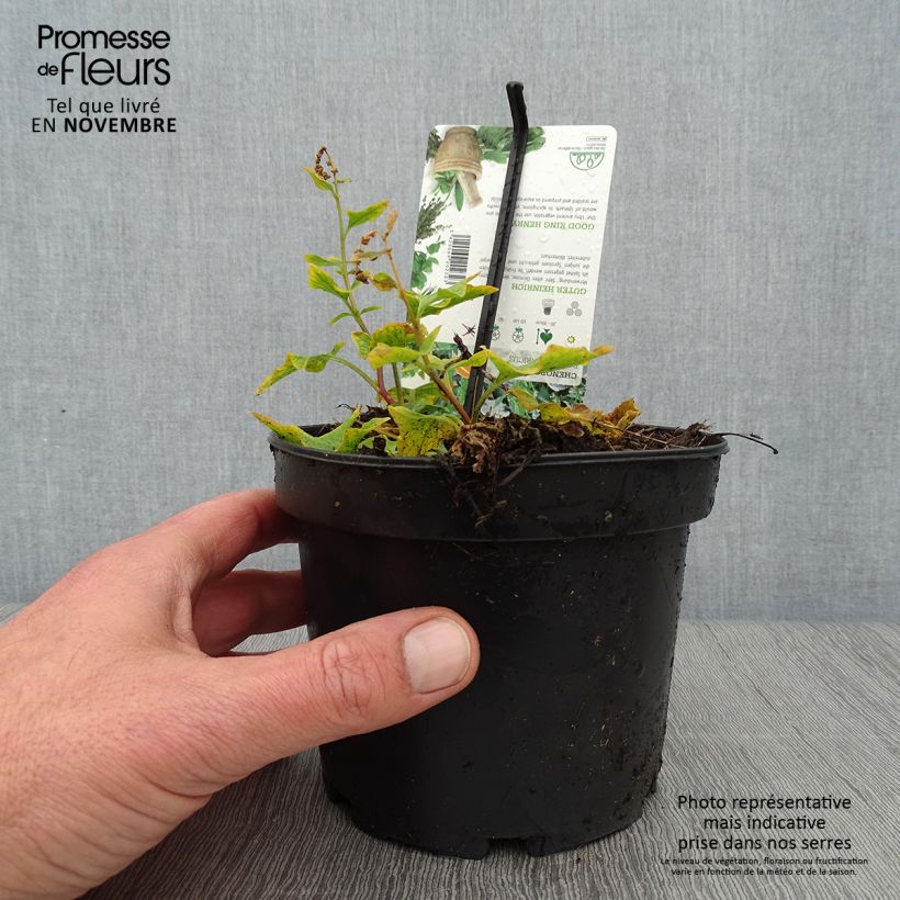 Exemplar von Guter Heinrich (Pflanzen) - Chenopodium bonus-henricus Topf mit 1,5L/2L wie im Herbst geliefert