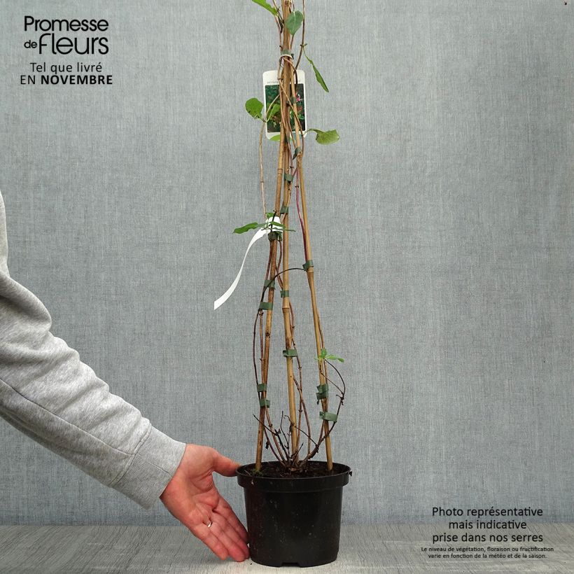 Exemplar von Lonicera periclymenum Belgica Select - Wald-Geißschlinge Topf mit 1,5L/2L wie im Herbst geliefert