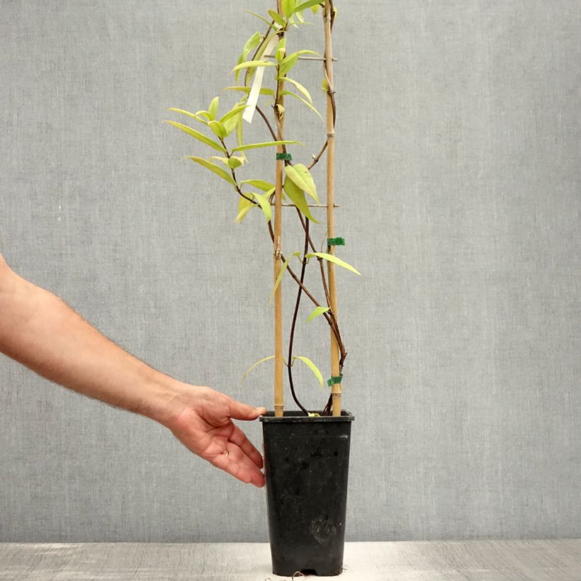 Exemplar von Lonicera henryi - Immergrünes Geißblatt Topf mit 2L/3L wie im Sommer geliefert