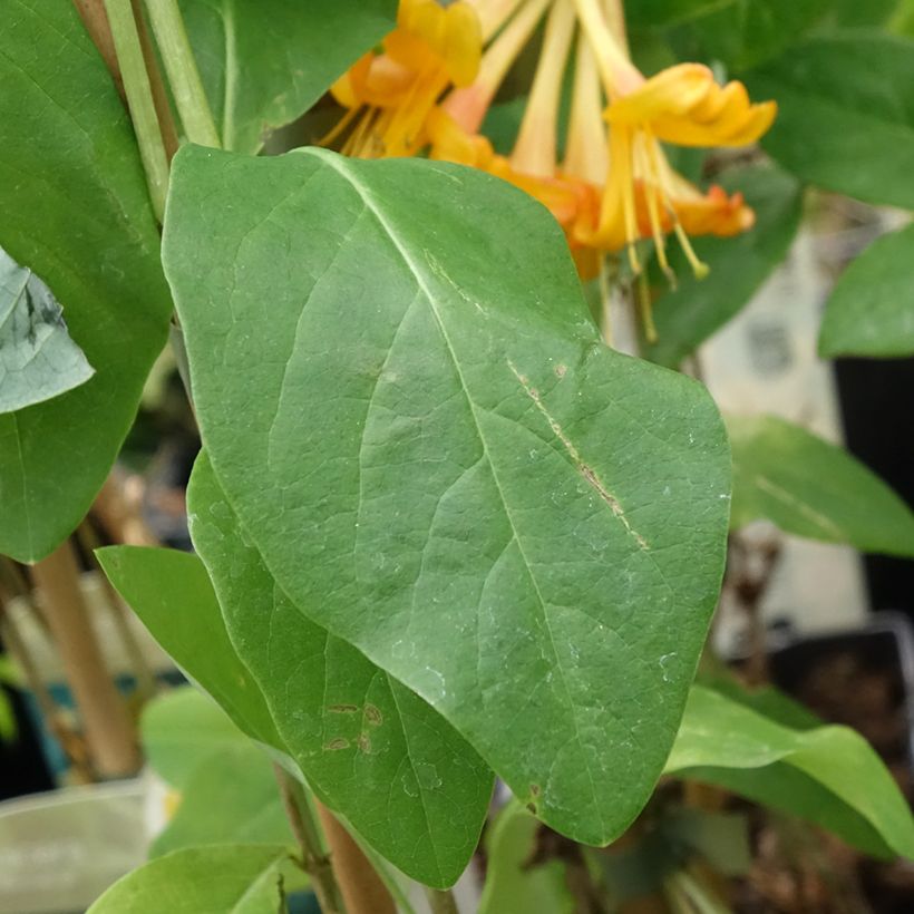 Lonicera tellmaniana - Gold-Geißblatt (Laub)