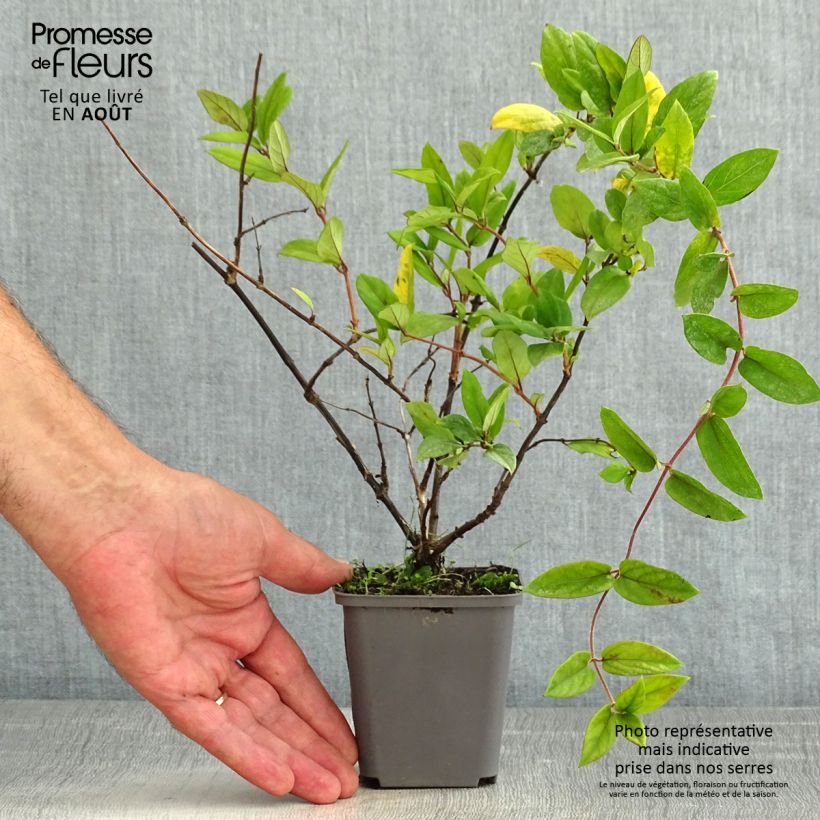 Exemplar von Lonicera japonica Dart's Acumen - Japanisches Geißblatt Kleine Töpfe von 8/9 cm wie im Sommer geliefert