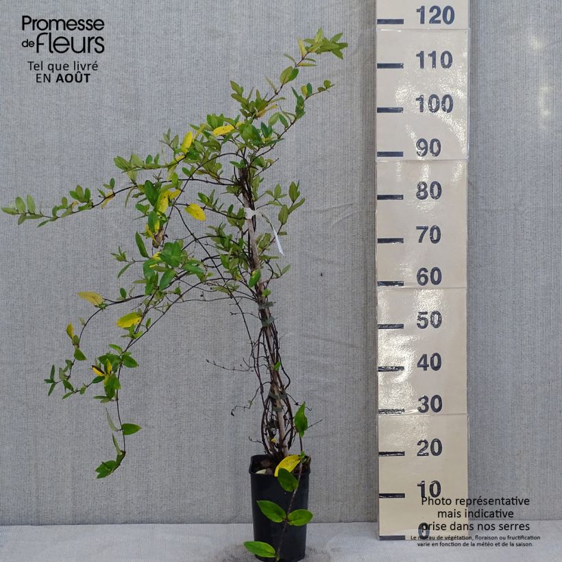 Exemplar von Lonicera japonica Dart's world - Japanisches Geißblatt Topf mit 3L/4L wie im Sommer geliefert
