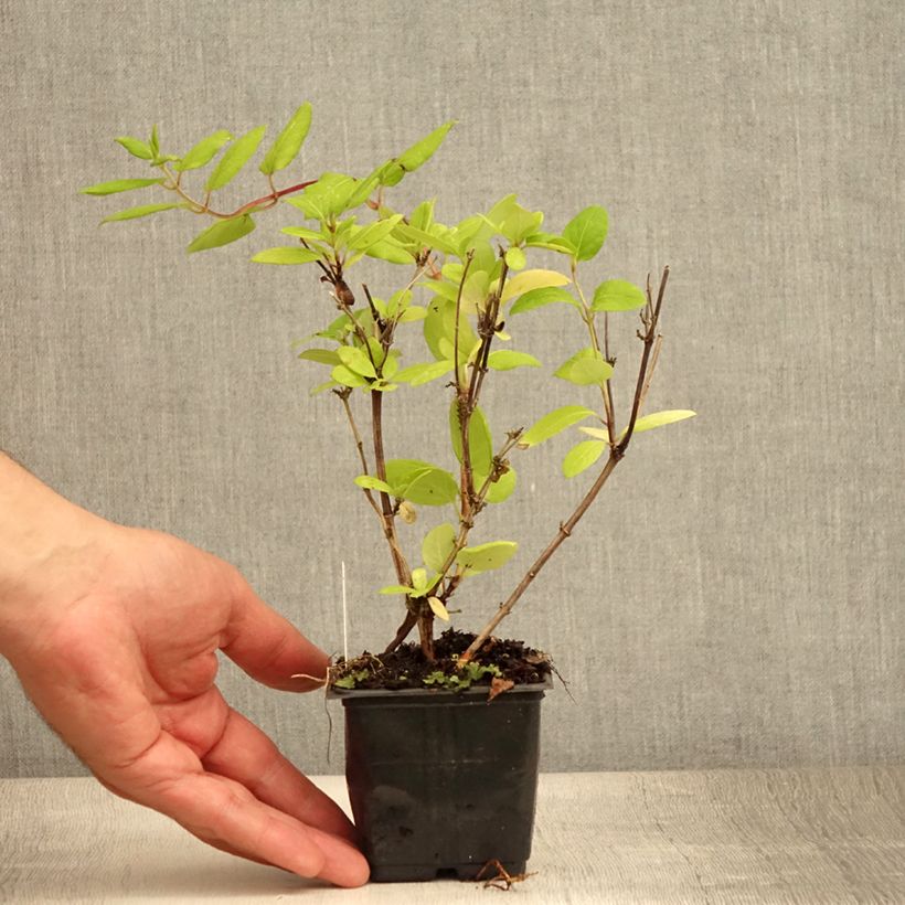 Exemplar von Lonicera japonica Hall's Prolific - Japanisches Geißblatt Kleine Töpfe von 8/9 cm wie im Sommer geliefert