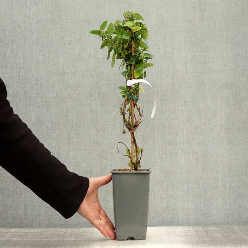 Exemplar von Lonicera japonica Mint Crisp - Japanisches Geißblatt Topf mit 1,5L/2L wie im Herbst geliefert