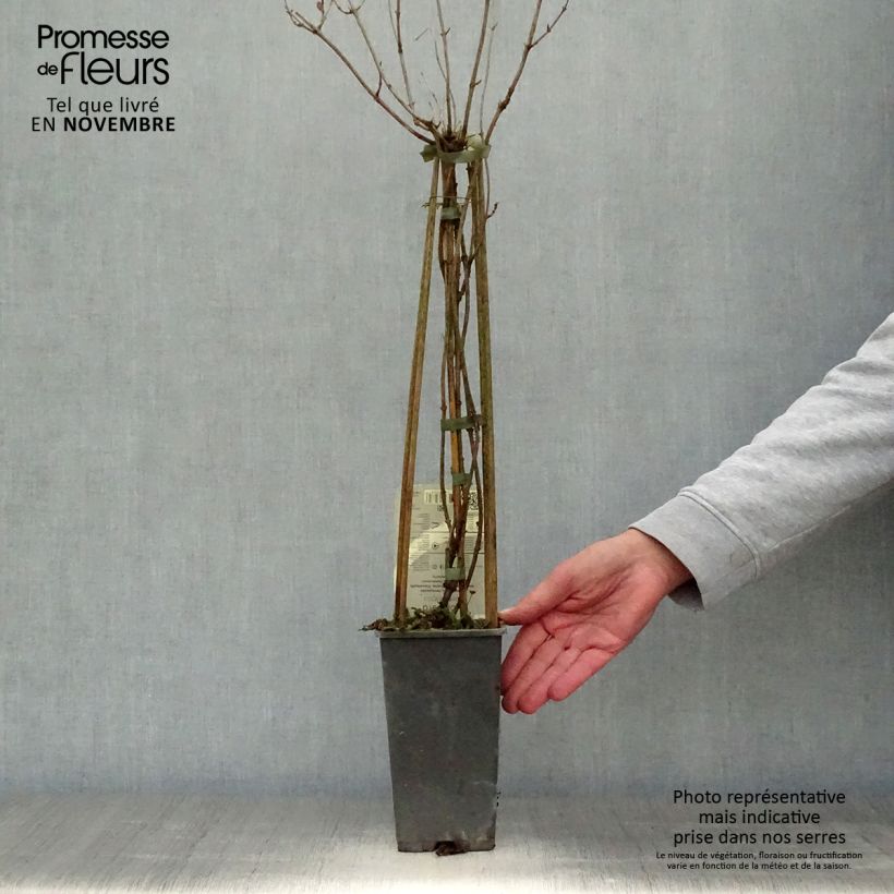Exemplar von Lonicera periclymenum Belgica - Wald-Geißschlinge Topf mit 1,5L/2L wie im Herbst geliefert