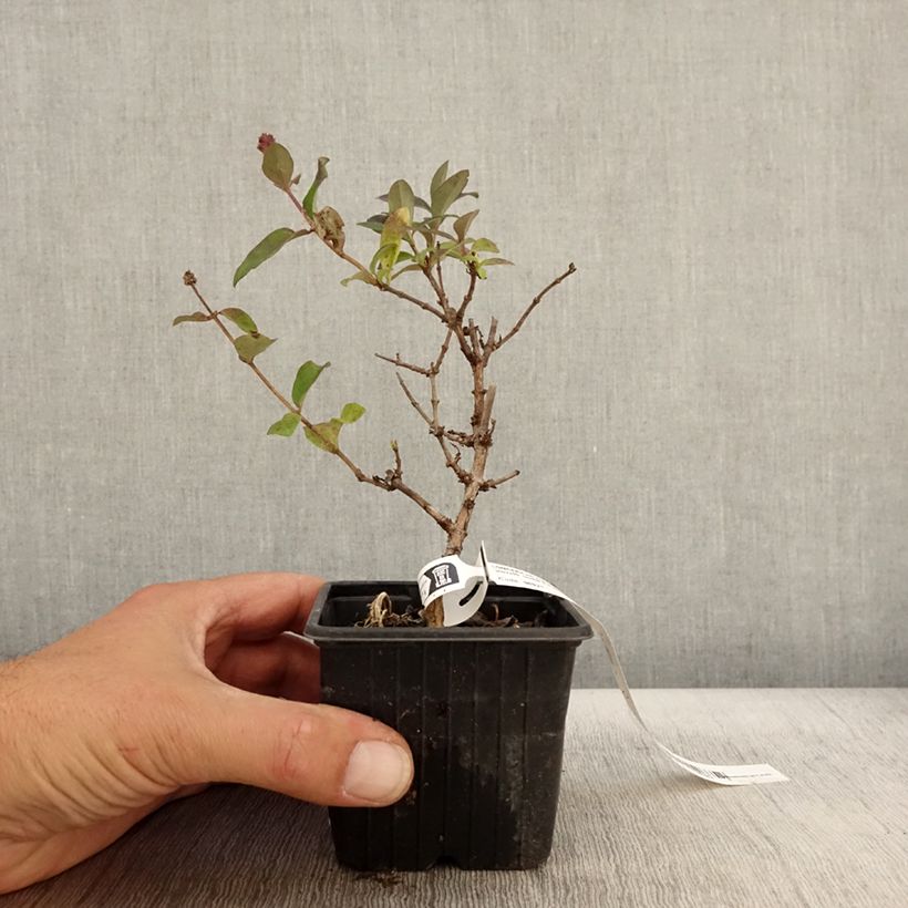 Exemplar von Lonicera periclymenum Chic et Choc - Wald-Geißschlinge Kleine Töpfe von 8/9 cm wie im Herbst geliefert