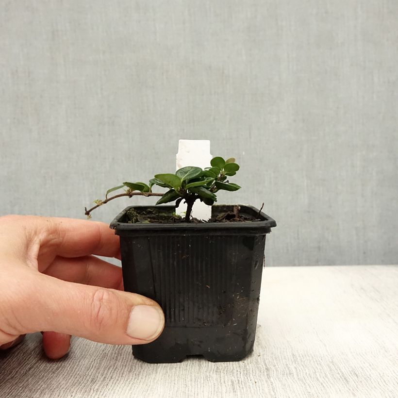 Exemplar von Lonicera crassifolia - Kriechende Heckenkirsche Kleine Töpfe von 8/9 cm wie im Herbst geliefert