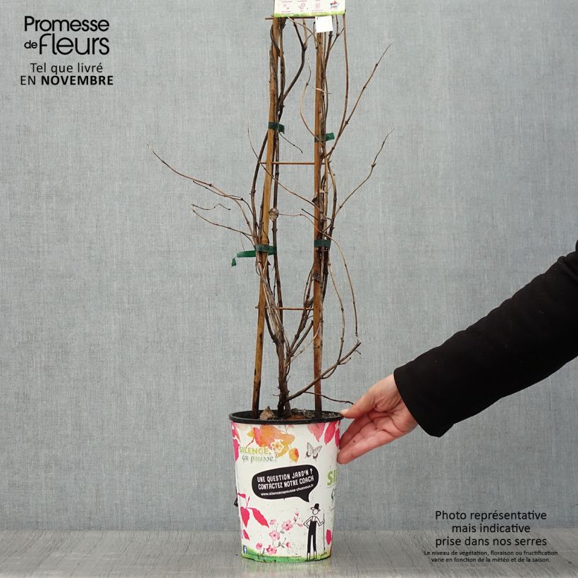 Exemplar von Lonicera brownii Golden Trumpet - Geißblatt Topf mit 2L/3L wie im Herbst geliefert