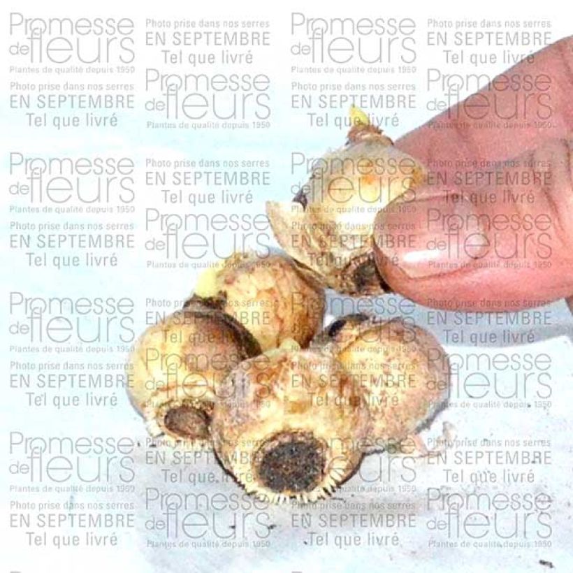 Beispiel eines Exemplars von Chionodoxa forbesii Blue Giant - Schneestolz Zwiebel Kaliber/Größe 5+ wie geliefert