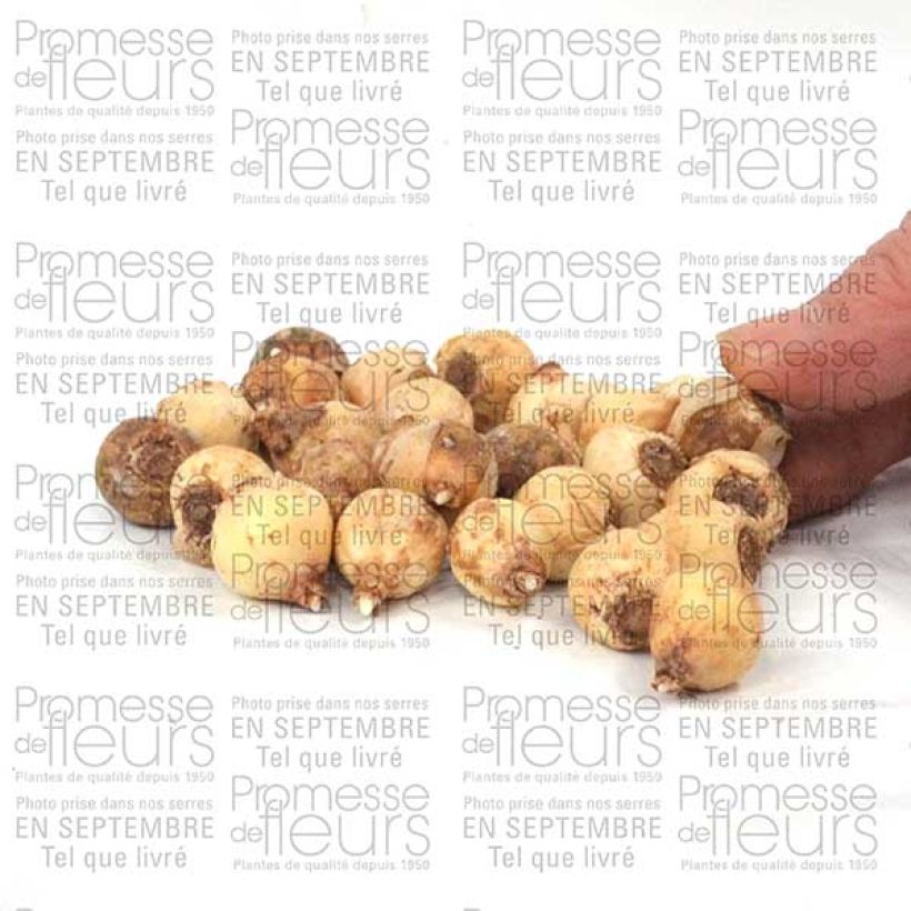 Beispiel eines Exemplars von Chionodoxa sardensis - Dunkle Sternhyazinthe Zwiebel Kaliber/Größe 5+ wie geliefert