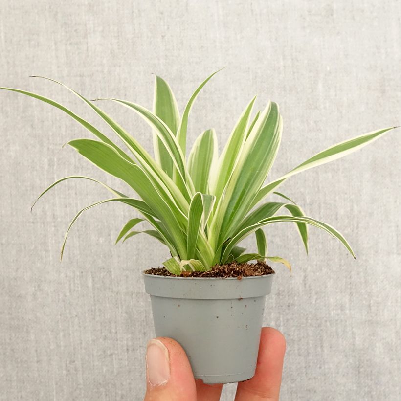 Exemplar von Chlorophytum Irish - Grünlilie Mini-plante wie im Frühjahr geliefert