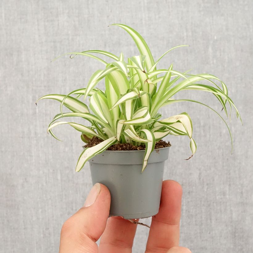 Exemplar von Chlorophytum Variegatum - Grünlilie Mini-plante wie im Frühjahr geliefert