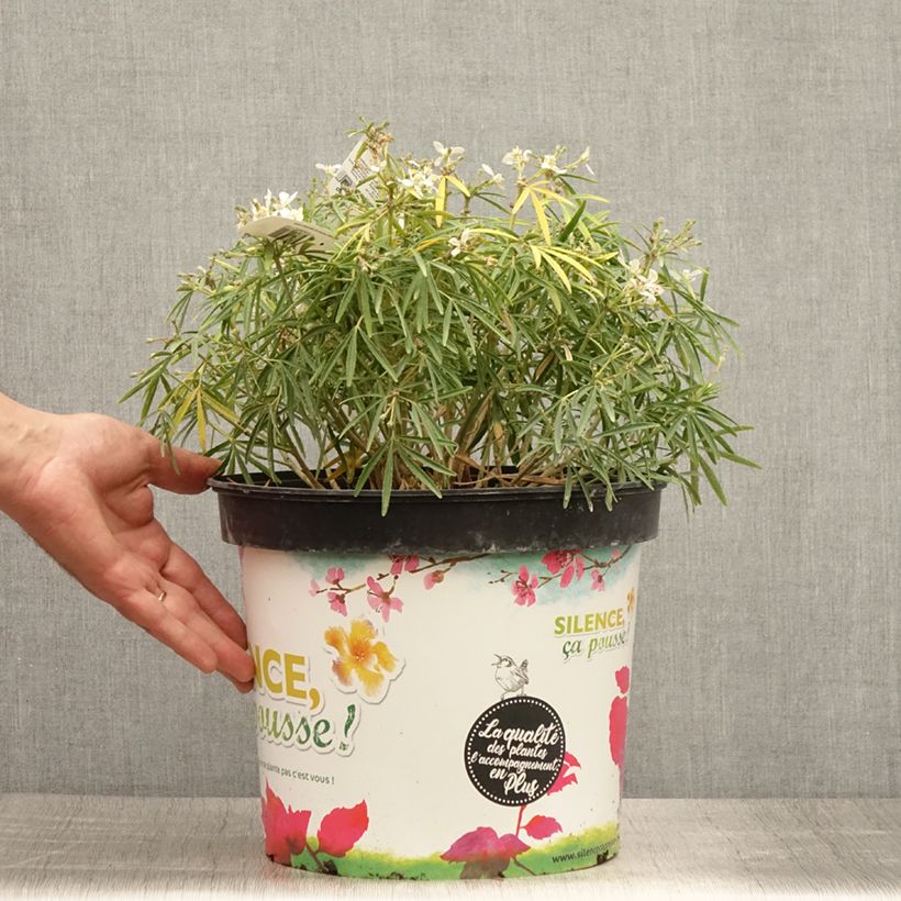 Exemplar von Orangenblume Little Bee - Choisya ternata Topf mit 4L/5L wie im Sommer geliefert