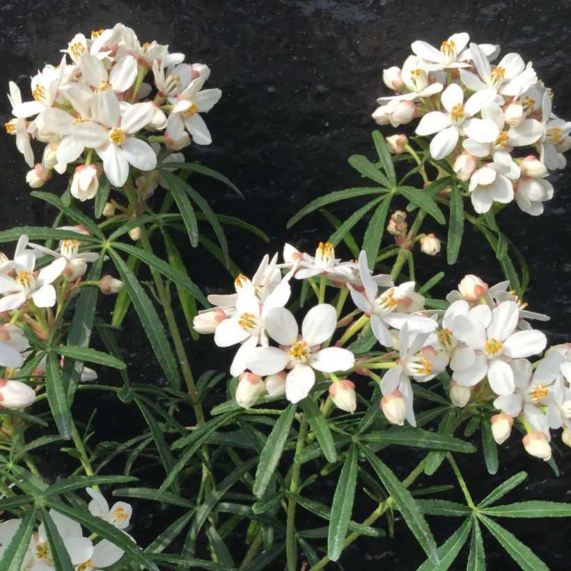 Orangenblume Scented Gem - Choisya ternata (Blüte)