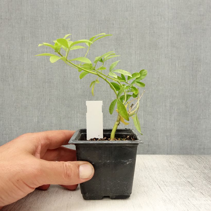 Exemplar von Orangenblume Sundance - Choisya ternata Kleine Töpfe von 8/9 cm wie im Sommer geliefert