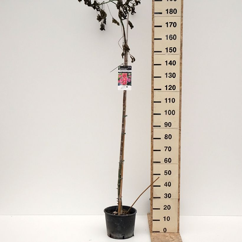 Exemplar von Ceiba speciosa - Florettseidenbaum Topf mit 7,5L/10L wie im Winter geliefert