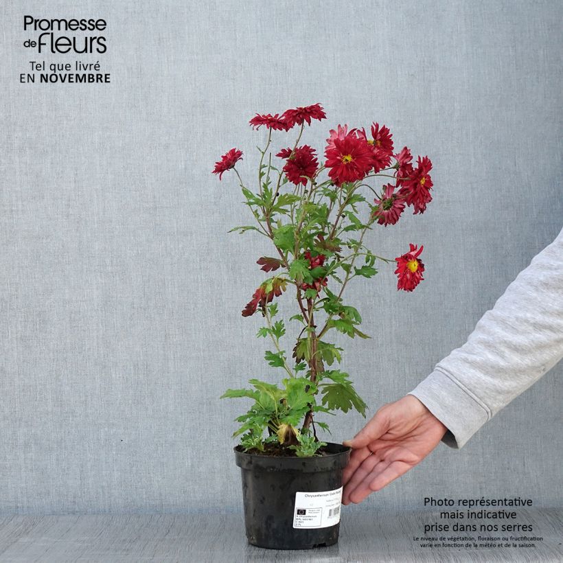 Exemplar von Chrysanthemum indicum Cedie Mason - Chrysantheme Topf mit 2L/3L wie im Herbst geliefert