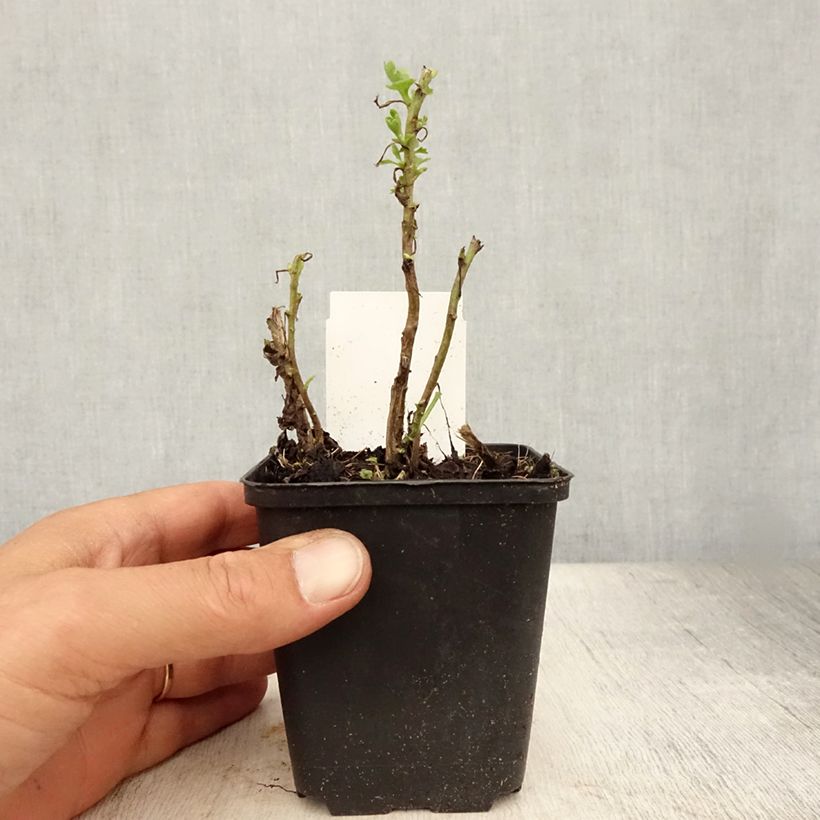 Exemplar von Chrysanthemum Citronella - Herbst-Chrysantheme Kleine Töpfe von 8/9 cm wie im Sommer geliefert