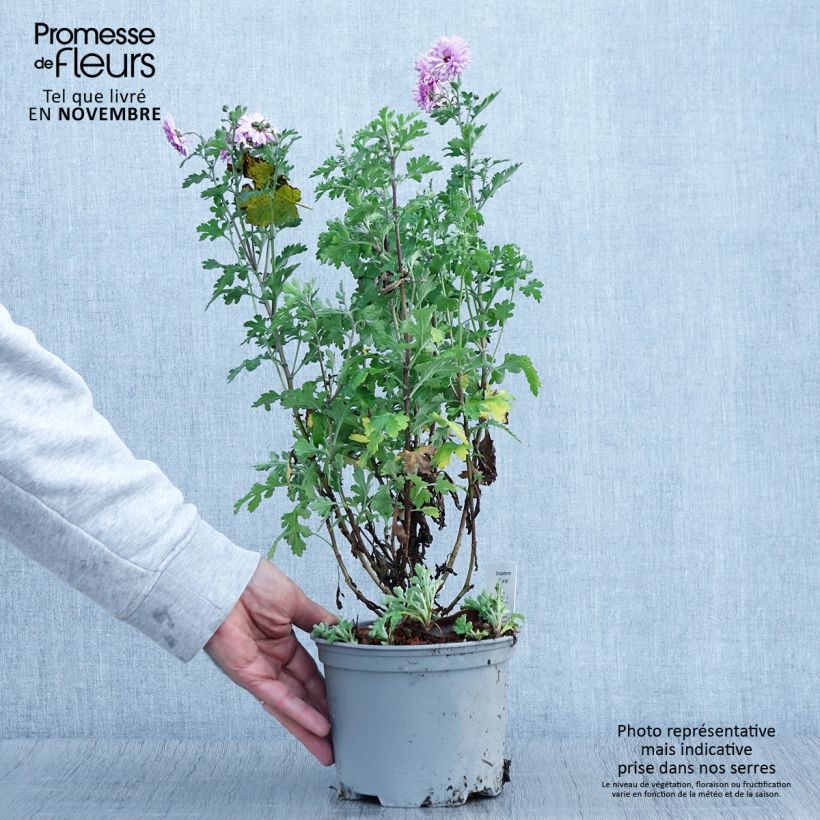 Exemplar von Chrysanthemum Mei Kyo - Herbst-Chrysantheme Topf mit 2L/3L wie im Herbst geliefert