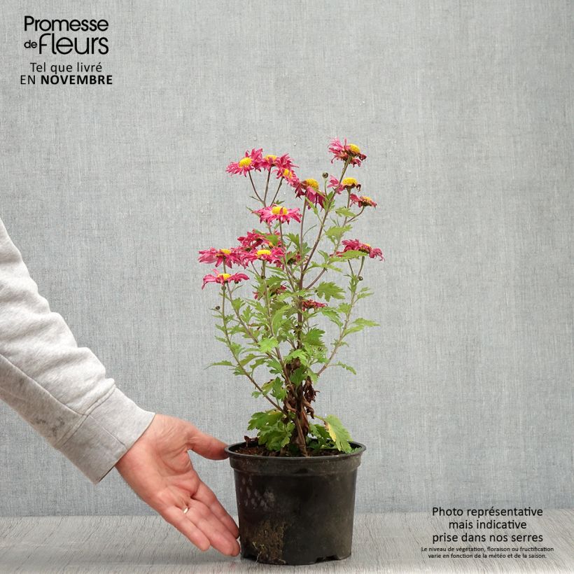 Exemplar von Chrysanthemum Oury - Herbst-Chrysantheme Topf mit 2L/3L wie im Herbst geliefert