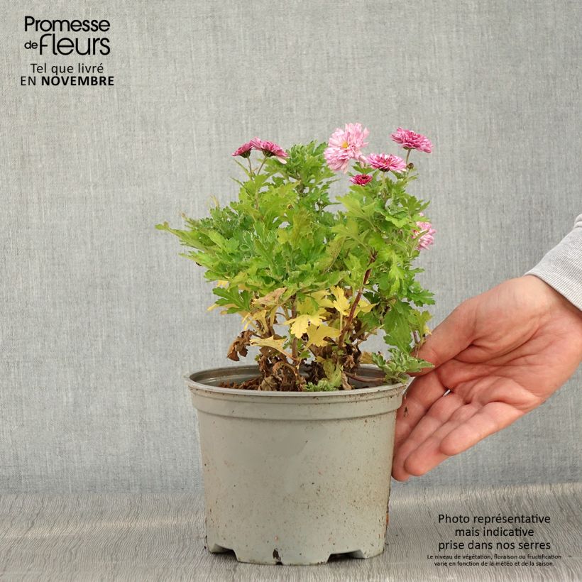 Exemplar von Chrysanthemum Rehauge - Herbst-Chrysantheme Topf mit 2L/3L wie im Herbst geliefert