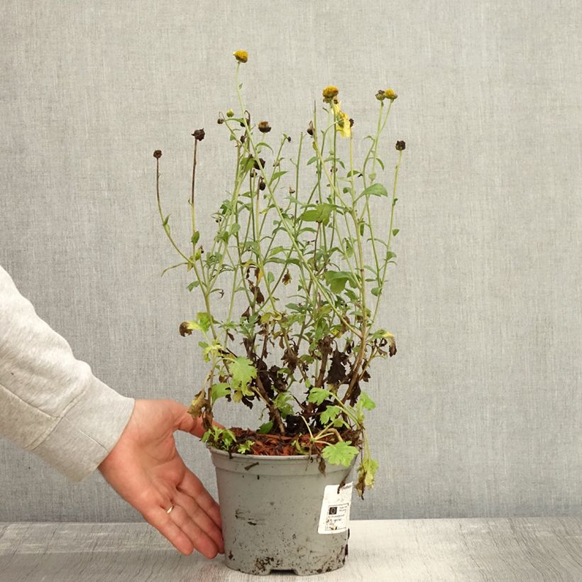 Exemplar von Chrysanthemum rubellum Dernier Soleil - Herbst-Chrysantheme Topf mit 2L/3L wie im Herbst geliefert