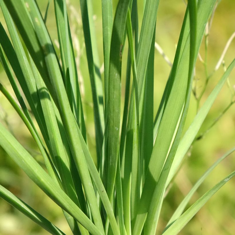 Schnittknoblauch Pflanzen (Laub)