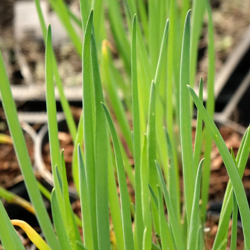 Winter-Zwiebel - Allium fistulosum (Laub)