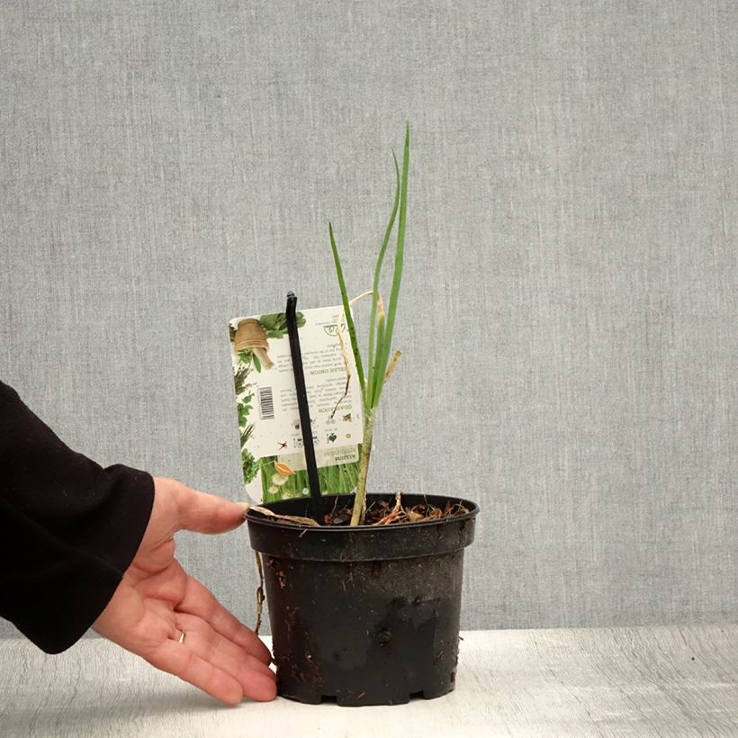 Exemplar von Winter-Zwiebel - Allium fistulosum Topf mit 1,5L/2L wie im Sommer geliefert