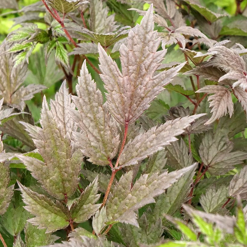 Actaea Queen of Sheba - Silberkerze (Laub)