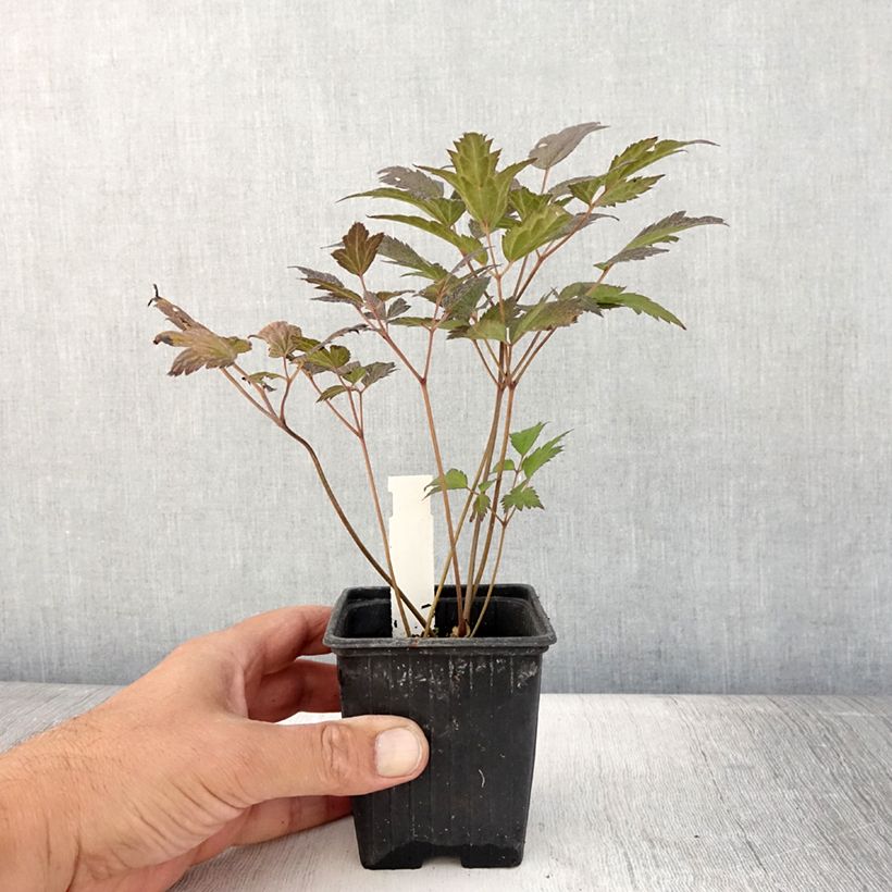 Exemplar von Actaea Queen of Sheba - Silberkerze Kleine Töpfe von 8/9 cm wie im Sommer geliefert