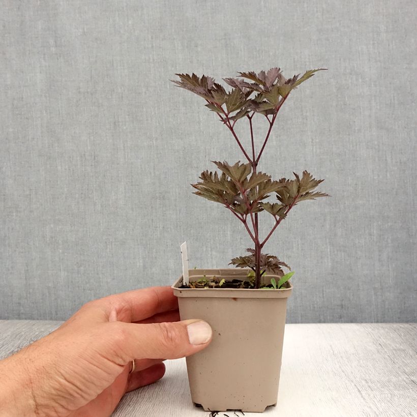 Exemplar von Actaea simplex Chocoholic - Oktober-Silberkerze Kleine Töpfe von 8/9 cm wie im Sommer geliefert