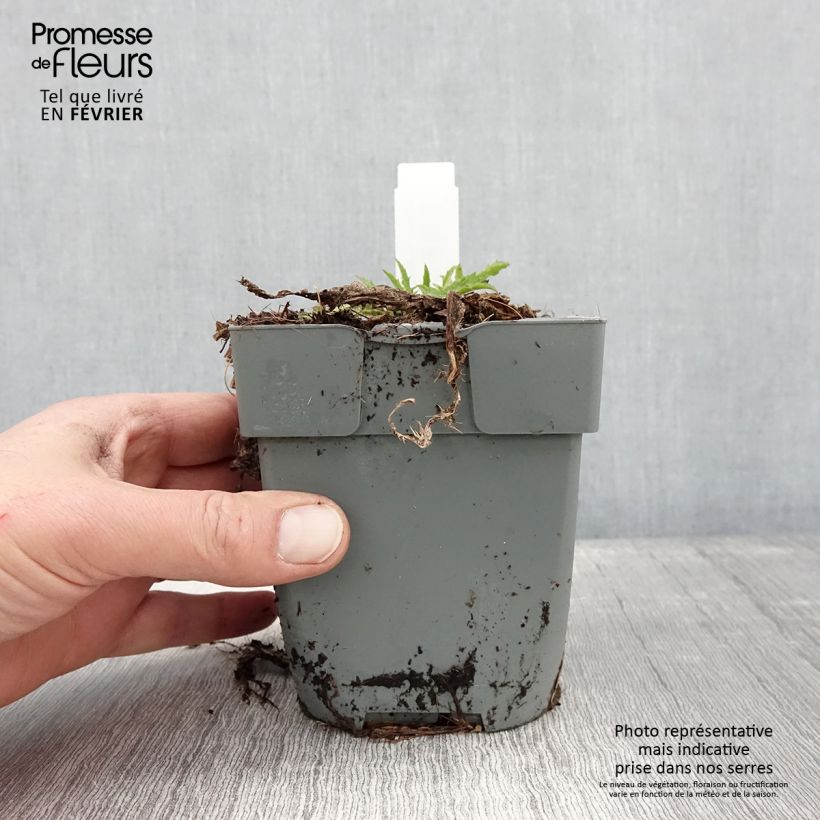 Exemplar von Cirsium rivulare Atropurpureum - Bach-Kratzdistel Topf mit 2L/3L wie im Winter geliefert