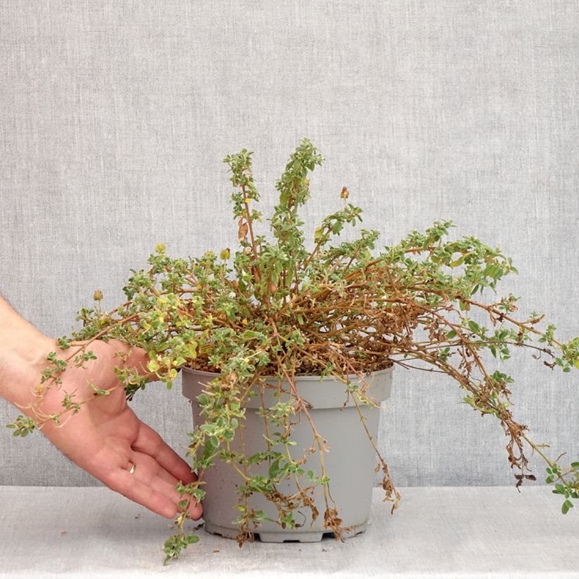 Exemplar von Cistus obtusifolius - Zistrose Topf mit 2L/3L wie im Sommer geliefert