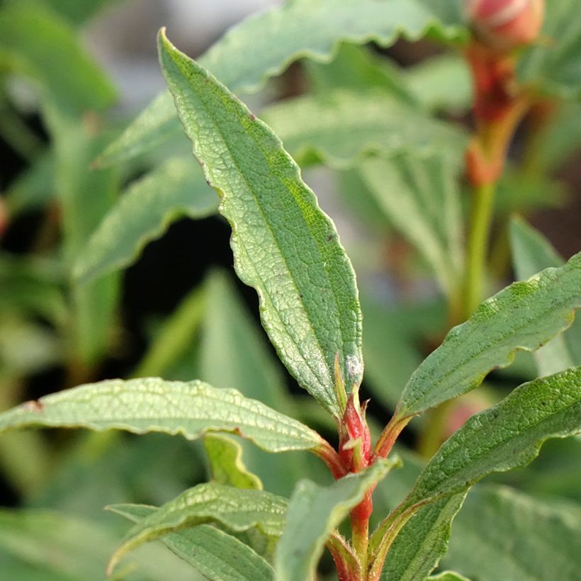 Zistrose Maculatus - Cistus aguilarii (Laub)