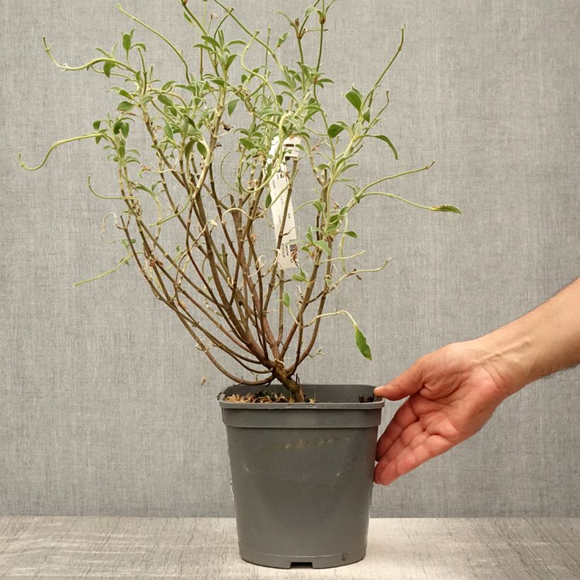 Exemplar von Zistrose Peggy Sammons - Cistus argenteus Topf mit 2L/3L wie im Sommer geliefert