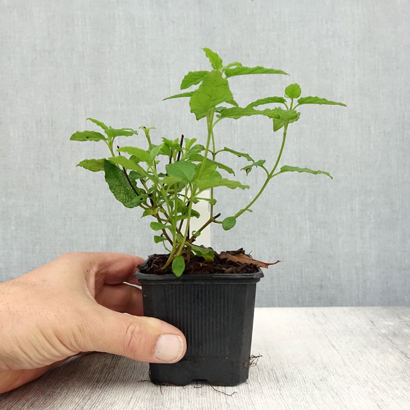 Exemplar von Felsen-Zistrose - Cistus corbariensis Kleine Töpfe von 8/9 cm wie im Herbst geliefert