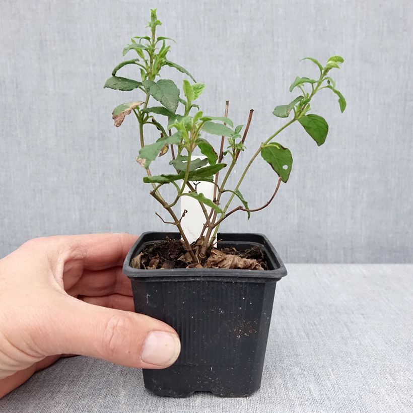 Exemplar von Felsen-Zistrose - Cistus corbariensis Kleine Töpfe von 8/9 cm wie im Frühjahr geliefert