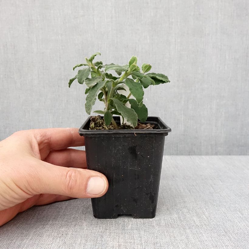 Exemplar von Zistrose Grayswood Pink - Cistus lenis Kleine Töpfe von 8/9 cm wie im Winter geliefert