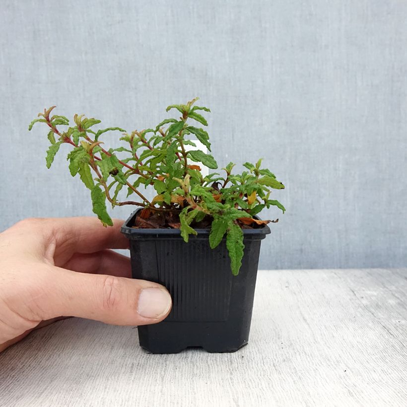 Exemplar von Cistus florentinus Repens - Zistrose Kleine Töpfe von 8/9 cm wie im Herbst geliefert