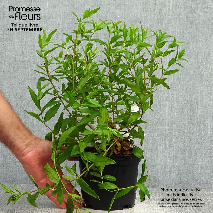 Exemplar von Zistrose - Cistus loretii Topf mit 2L/3L wie im Herbst geliefert